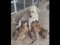 Собака, кормящая тигрят, умилила пользователей Интернета 