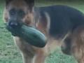 Собака, укравшая кабачок, рассмешила пользователей Сети