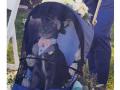 Фото свадебного кота в коляске стало вирусным в интернете