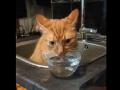 Она себя не на помойке нашла: кошка, пьющая воду сидя в раковине, рассмешила пользователей Сети