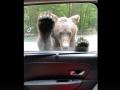 Медведь, умеющий открывать дверь автомобиля, удивил пользователей Интернета 