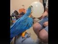 Реакция попугая ары на лопнувший шарик рассмешила пользователей Сети 