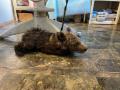 В Челябинской области на границе с Башкирией нашли раненного медвежонка