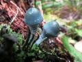 В Челябинской области обнаружили «инопланетные» грибы