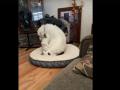 Одна лежанка на двоих: кот с собакой рассмешили пользователей Сети 