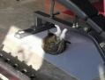 Кот, качающий пресс в тренажерном зале, пристыдил ленивцев 
