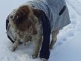 Животное ослепло: в Челябинске живодеры подожгли уличного пса 