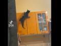 Падение кота с кухонного шкафа рассмешило пользователей Сети