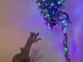 Елка на потолке: коты, пытающиеся достать до новогодней красавицы, стали звездами Интернета 