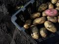 Эксперт рассказал о ядовитом свойстве картофеля