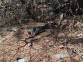 В Челябинской области проснулись ядовитые змеи 
