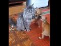 Нападение щенят на кота рассмешило пользователей Сети