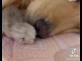 Видео дня: мама-кошка доверила охрану новорожденных котят собаке 