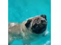 Мопс, любящий купаться в бассейне, умилил пользователей Интернета