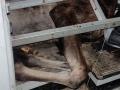 На Южном Урале браконьер застрелил лося