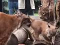 В челябинском зоопарке воссоединилась семья рысей 