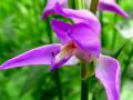 На Таганае зацвела «пьяная» орхидея
