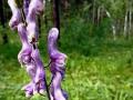 На Таганае распустилось легендарное и опасное растение