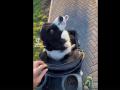Собака с соской и в детской коляске умилила пользователей Сети