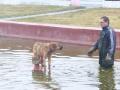 В Челябинской области собака не могла самостоятельно выбраться из фонтана 