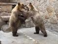 Спарринг двух медведиц из челябинского зоопарка удивил южноуральцев 