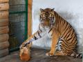 Спасенного челябинским ветеринаром тигра привезли в реабилитационный центр Хабаровска