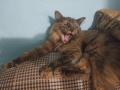В Челябинской области от бешенства погиб домашний кот