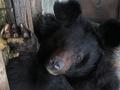В Челябинском зоопарке умерла медведица Алиса