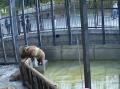 В челябинском зоопарке посетитель бросил еду в вольер с медведицами