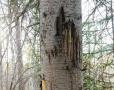 В Нацпарке «Зигальга» медведь оставил метку на дереве