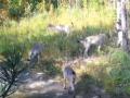 На Южном Урале в нацпарке волки вышли на охоту 