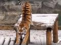 Тигрица из челябинского зоопарка покорила южноуральцев своей грациозностью 