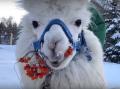 Альпака Дуся из челябинского зоопарка в восторге от зимних забав