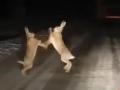 Видео дня: на заснеженной дороге зайцы бьются за первенство в новом году 