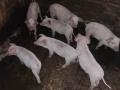 Соседи вздохнули свободно: в южноуральском селе закрыли незаконный свинарник на 200 голов