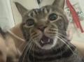 Кот, шокированный поцелуем хозяйки, рассмешил пользователей Сети
