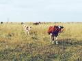В Челябинскую область не пустили 113 коров из-за поддельных документов
