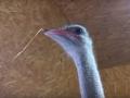 Заботливый страус Моисей из челябинского зоопарка умилил южноуральцев 