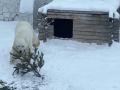 Белый медведь из челябинского зоопарка украсил берлогу елкой 