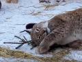 В челябинском зоопарке показали, как питомцы развлекаются зимой 