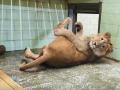 Типичный кот: лев из челябинского зоопарка умилил южноуральцев 