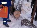 На Южном Урале спиленное дерево придавило лесоруба 