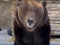 В Челябинском зоопарке проснулся медведь