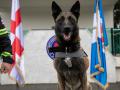 Грузинский пес получил награду за спасение человека в Турции
