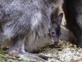 В челябинском зоопарке детёныши кенгуру впервые показались из сумок