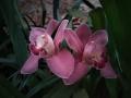 Биолог Ильменского заповедника проведет экспедиции «искателей орхидей»