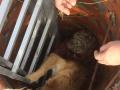 Южноуральцы спасли собаку, упавшую в открытый колодец 