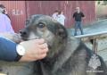 На Южном Урале пожарные спасли из огня собаку 