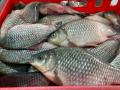 В Челябинской области запрещена весенняя рыбалка 