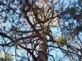 Карагайская лиственница претендует на звание «главного дерева России»